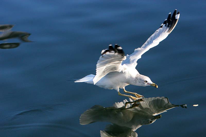 Lorem Ipsum Lorem ipsum